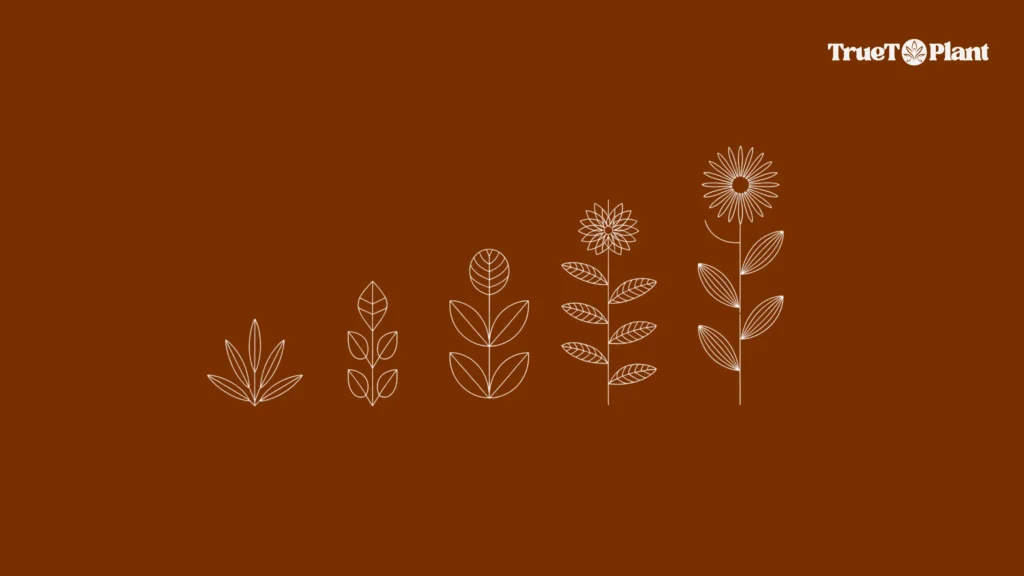 How Evolution Turned Plants into Natural Chemists