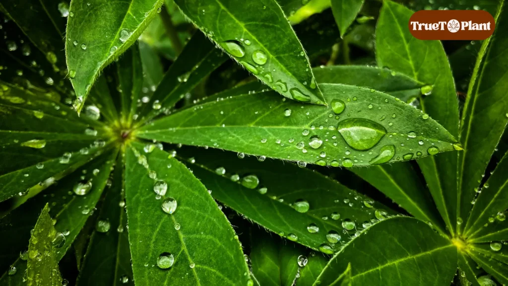 Plants Chemical Expression