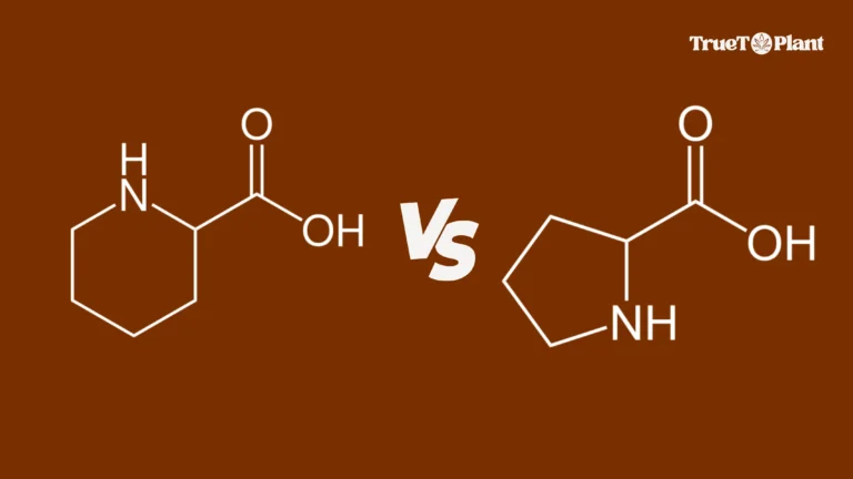 Secondary Metabolites vs Primary Metabolites