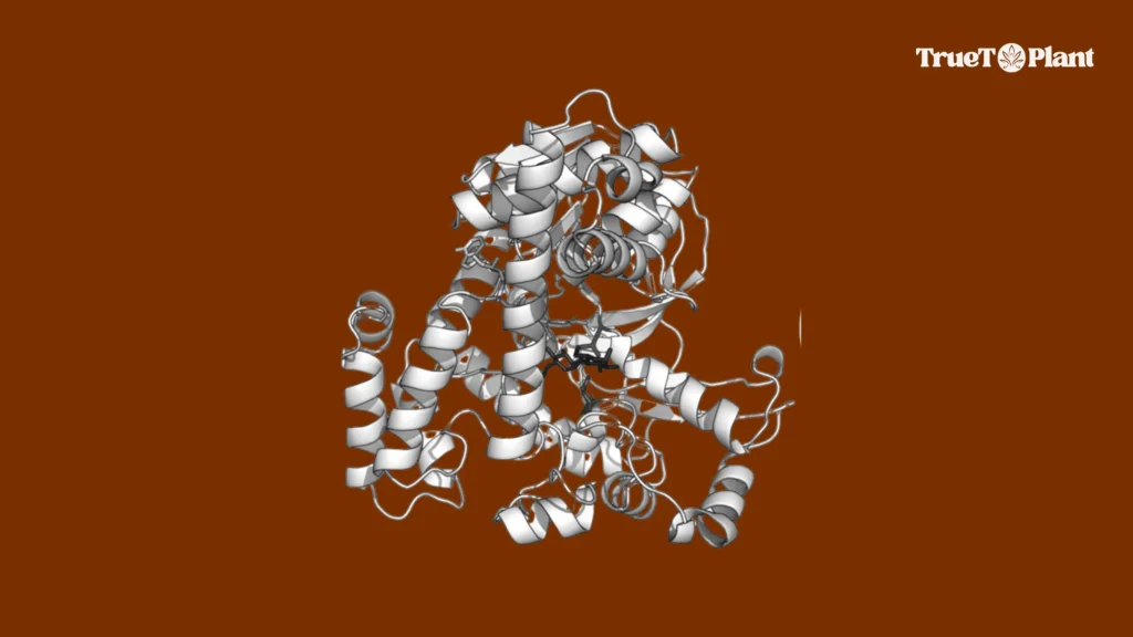 Ribbon diagram of glycosidase with an arrow showing the cleavage of the maltose sugar substrate into two glucose products.