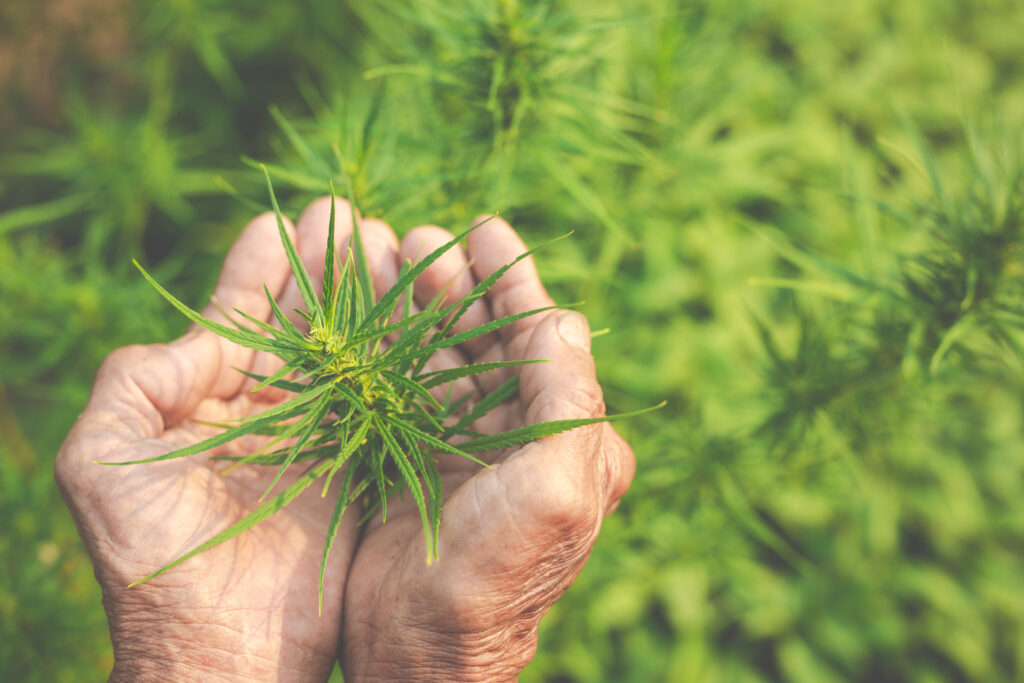 Farmers hold marijuana (cannabis) trees on their farms.