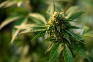 Cannabis bud infected with gray mold bud rot showing brown discoloration and fungal growth on dense cola