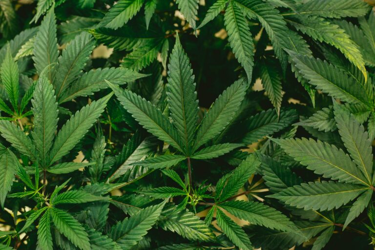 Modern LED grow light illuminating healthy cannabis plants with dense buds in indoor grow tent setup