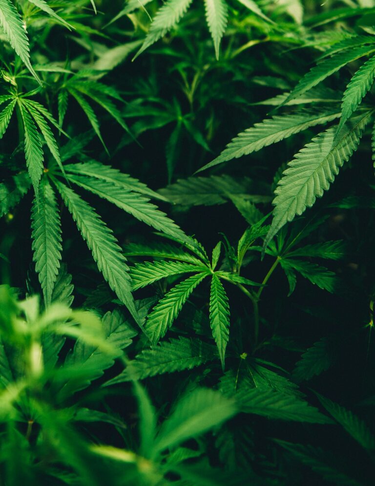Complete cannabis growing setup showing grow tent, LED lights, and healthy plants in various growth stages from seedling to flowering