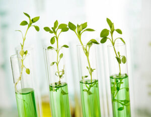 How data science is revolutionizing plant chemotype classification